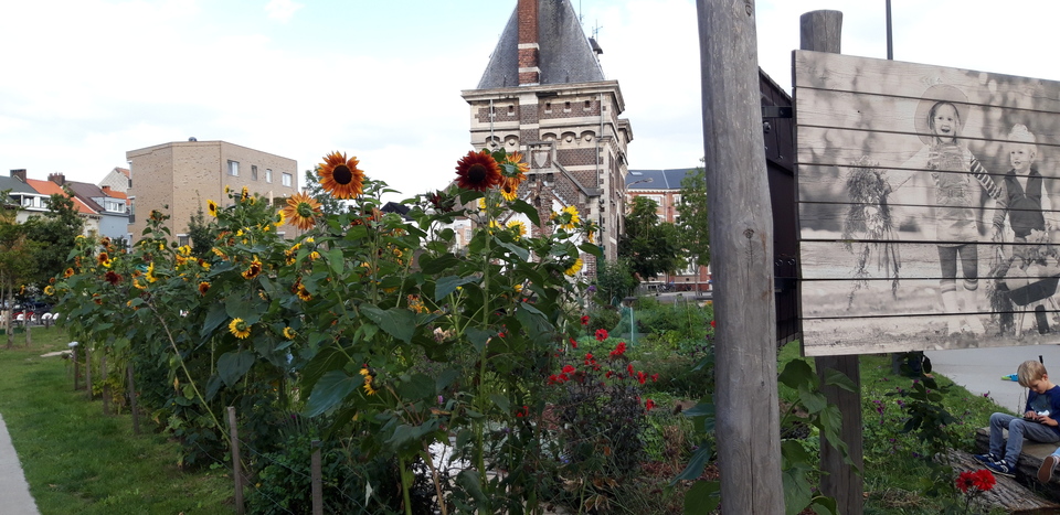 Zonnebloemen in tuin in het Groen Kwartier