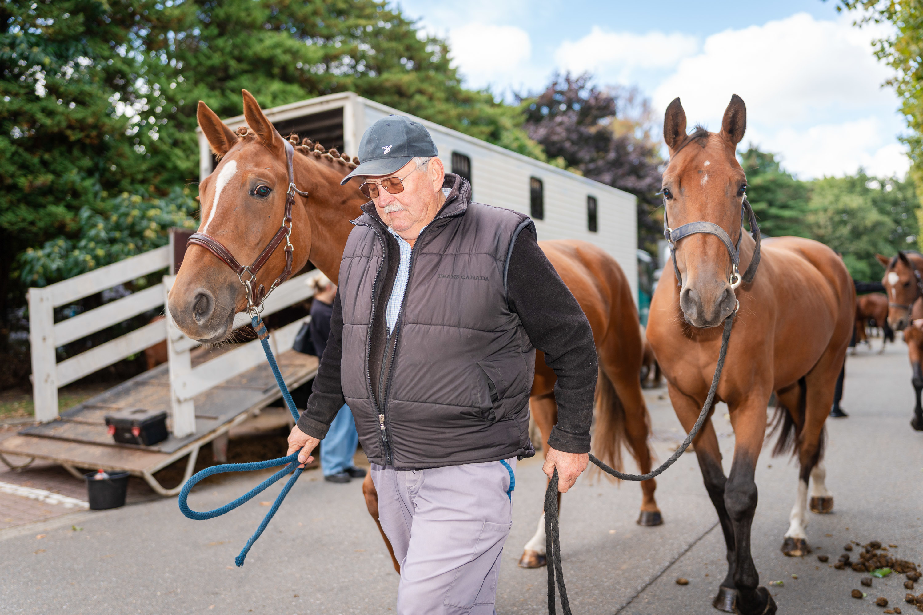 Enkele paarden