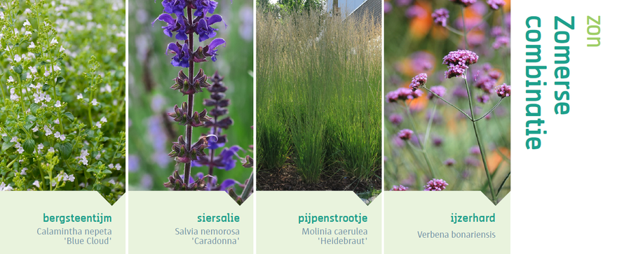 Zomerse Combinatie