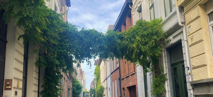 Groenslinger in straat