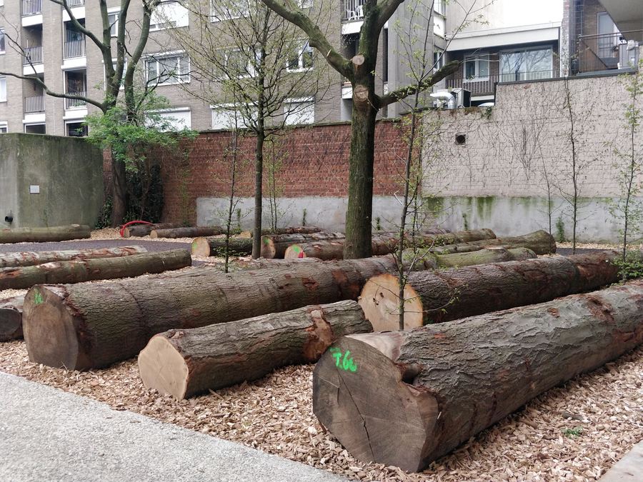 Oude boomstammen, jonge boompjes, schors en lavapaadjes vormen het nieuwe voorplein van het EcoHuis.