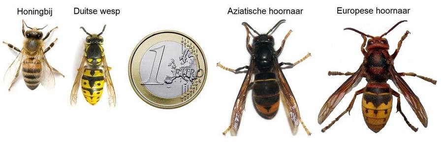 Honingbij - Duitse wesp - Aziatische hoornaar - Europese hoornaar