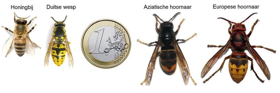 Honingbij - Duitse wesp - Aziatische hoornaar - Europese hoornaar Honingbij - Duitse wesp - Aziatische hoornaar - Europese hoornaar