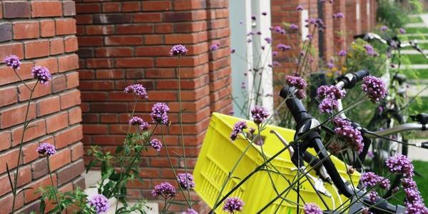 Groene gevel met ijzerhard