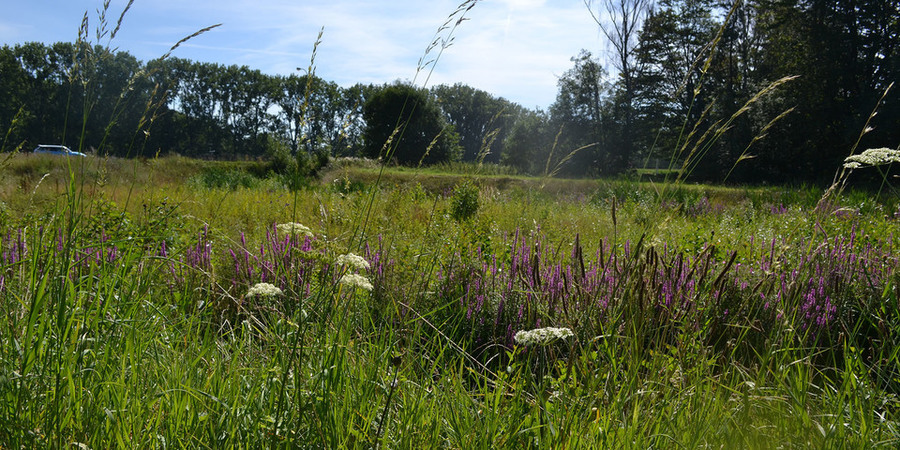 gewild gras