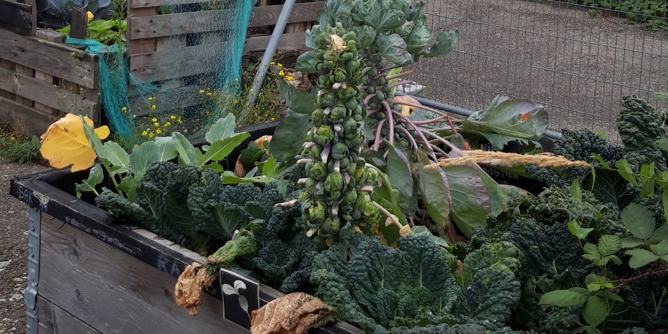 Kool en spruiten in tijdelijke bakken