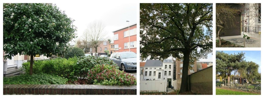 Een boom planten dichtbij de bron van vervuiling, maar ook achter in de tuin, is het meest effectief voor het tegengaan van luchtvervuiling. Een boom planten dichtbij de bron van vervuiling, maar ook achter in de tuin, is het meest effectief voor het tegengaan van luchtvervuiling.