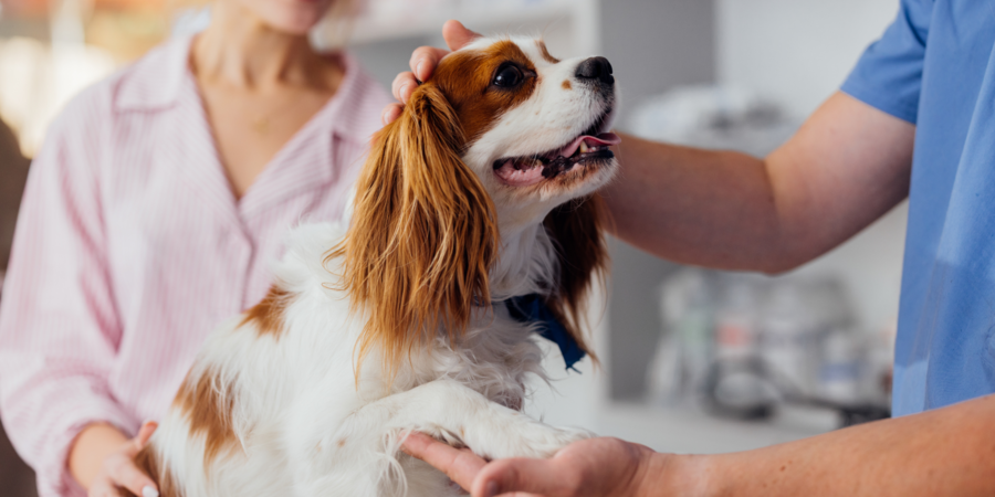 hond en baas bij dierenarts