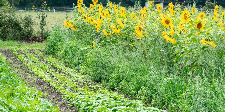Hoge gewassen geven schaduw aan de kleinere planten