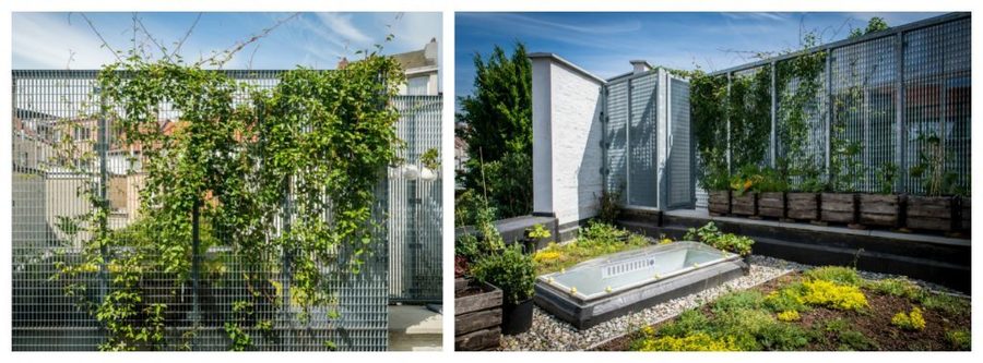 Doorzichtige metalen scherm begroeid met klimplanten Doorzichtige metalen scherm begroeid met klimplanten