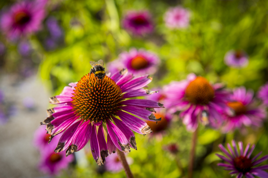 Deze zonnehoed (Echinacea purpurea ‘Magnus superior’) krijgt bezoek van een stadshommel. Deze zonnehoed (Echinacea purpurea ‘Magnus superior’) krijgt bezoek van een stadshommel.