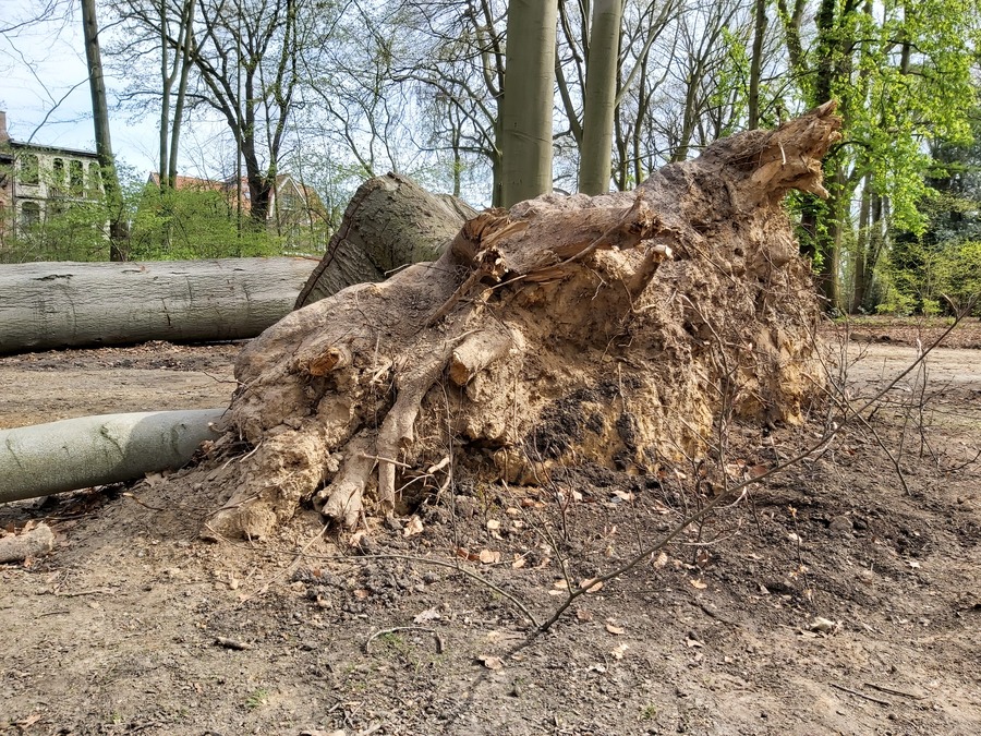 Natuurlijk bijenhotel in het Te Boelaarpark Natuurlijk bijenhotel in het Te Boelaarpark
