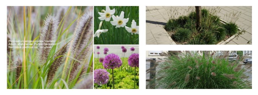 Hier krijgt het lampenpoetsergras (Pennisetum alopecuroides ‘Little Bunny’) in de lente “versterking” door narcissen en sieruien. Hier krijgt het lampenpoetsergras (Pennisetum alopecuroides ‘Little Bunny’) in de lente “versterking” door narcissen en sieruien.