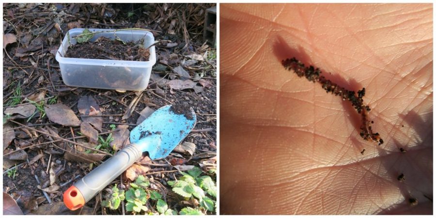 een bakje compost met wormen in en een strooiselworm een bakje compost met wormen in en een strooiselworm