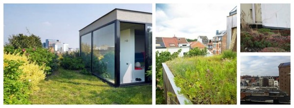Hoe meer planten op je dak met grote bladeren en volume, hoe meer je dak helpt met het zuiveren van luchtvervuiling van het verkeer. Van links naar rechts: een intensief groendak, een biodiversiteitsdak met grassen en kruiden, een sedumdak en een zwart dak. Hoe meer planten op je dak met grote bladeren en volume, hoe meer je dak helpt met het zuiveren van luchtvervuiling van het verkeer. Van links naar rechts: een intensief groendak, een biodiversiteitsdak met grassen en kruiden, een sedumdak en een zwart dak.