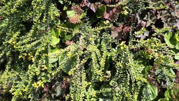 Groen gevel berchem muurtuin Groen gevel berchem muurtuin