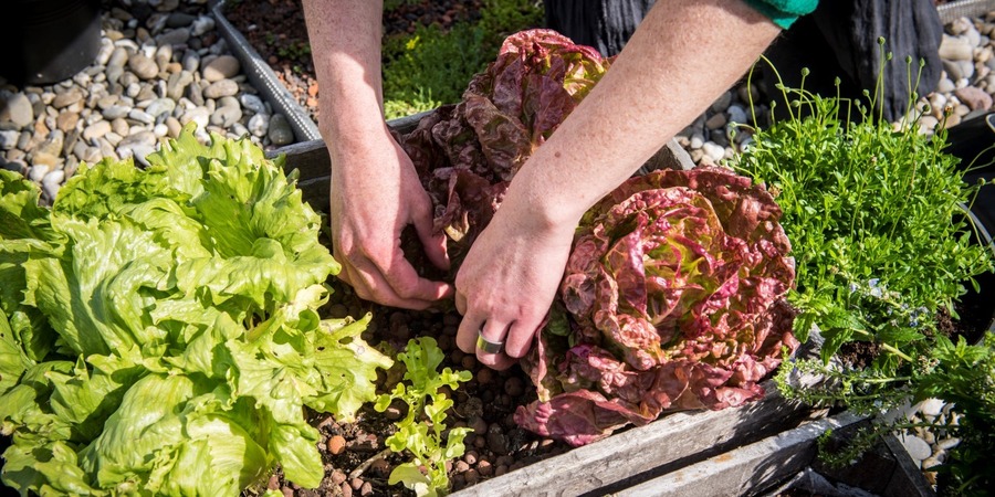 Handen die werken aan een moestuin in bak Handen die werken aan een moestuin in bak