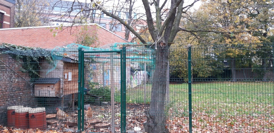 kippen tuin boom klimop
