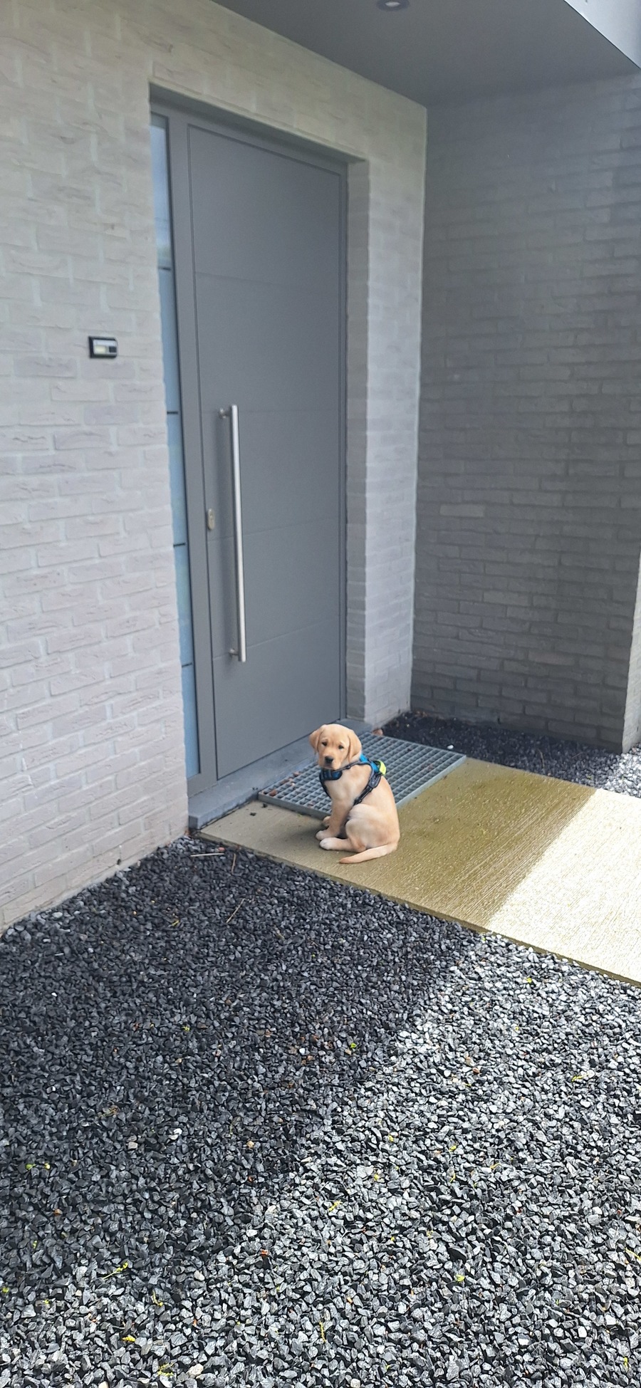 Kleine hond voor voordeur