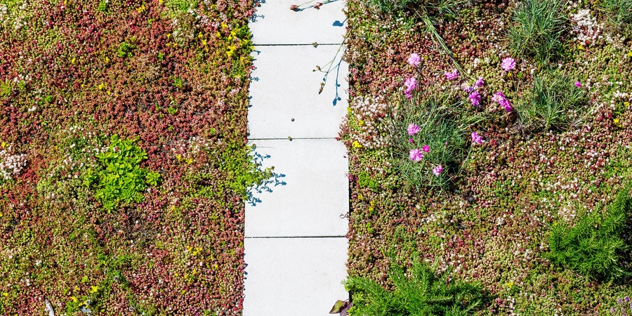 twee soorten groendaken op het dak van het EcoHuis. Links vetplanten en rechts vetplanten met kruiden. twee soorten groendaken op het dak van het EcoHuis. Links vetplanten en rechts vetplanten met kruiden.