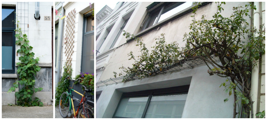 Voorbeelden van planten met klimhulp Voorbeelden van planten met klimhulp