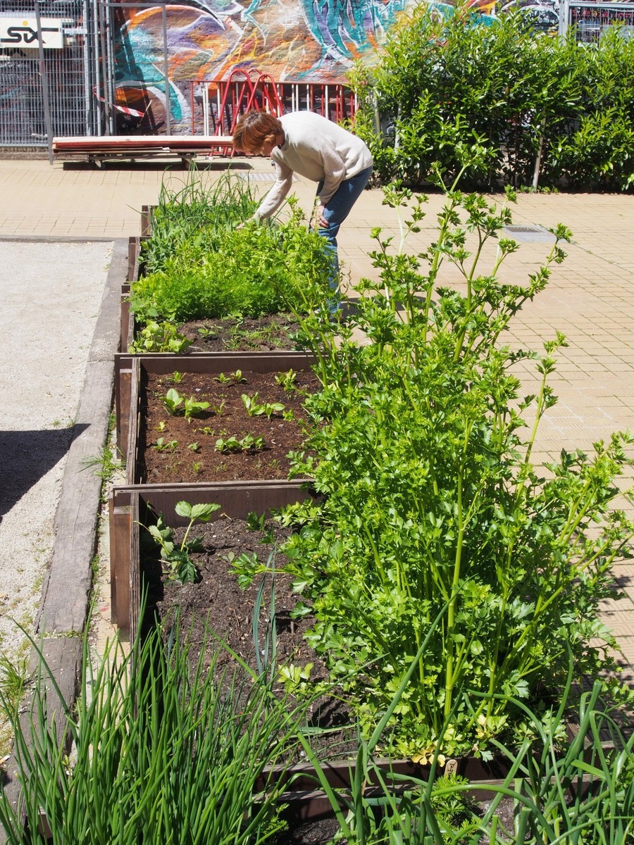 Afhankelijkheid Lionel Green Street Accor De ideale moestuinbak maak je zelf | Antwerpen.be