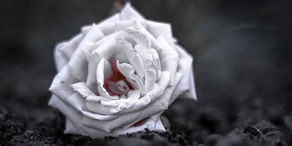 Een witte roos op een grijze achtergrond