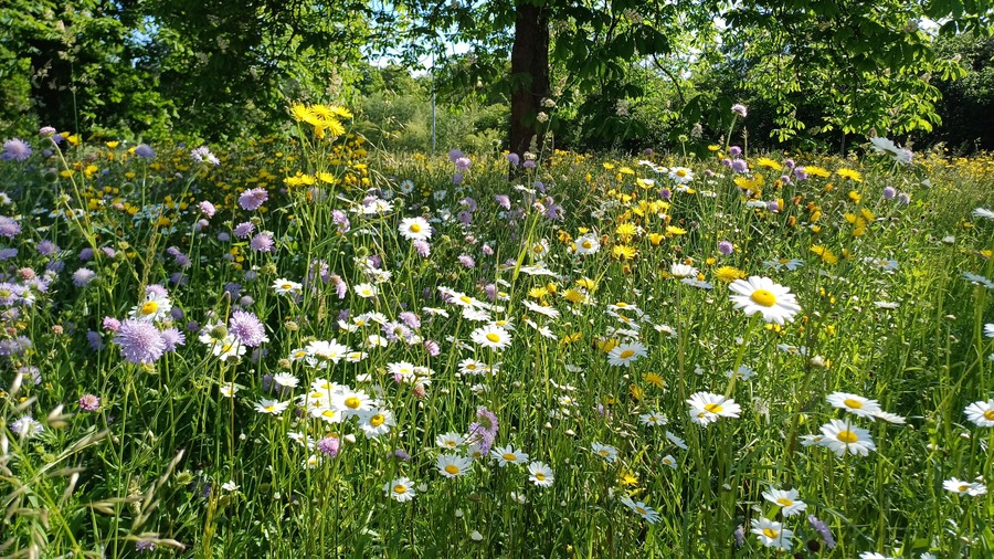 Een bloemenzee aan het Canadezenplein