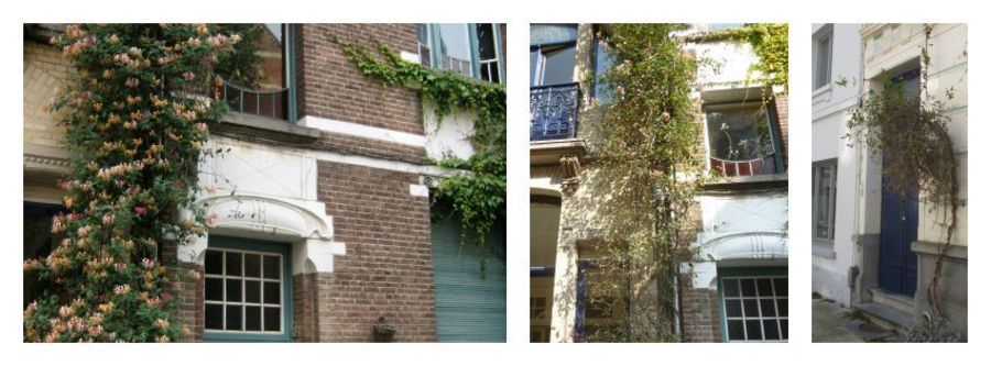 Wilde kamperfoelie in bloei Wilde kamperfoelie in bloei