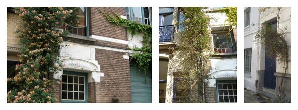 Wilde kamperfoelie in bloei Wilde kamperfoelie in bloei
