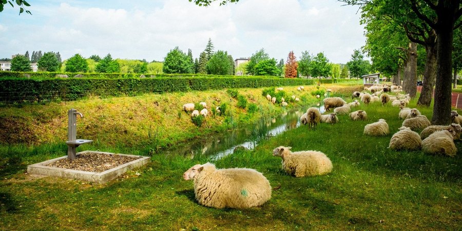 Tientallen schapen liggen langs een gracht op begraafplaats Schoobnselhof. Tientallen schapen liggen langs een gracht op begraafplaats Schoobnselhof.
