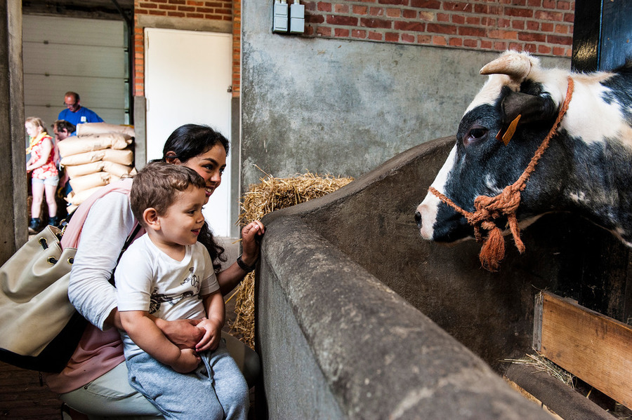 Een mama en haar zoontje kijken naar een koe in de Kinderboerderij van Deurne Een mama en haar zoontje kijken naar een koe in de Kinderboerderij van Deurne