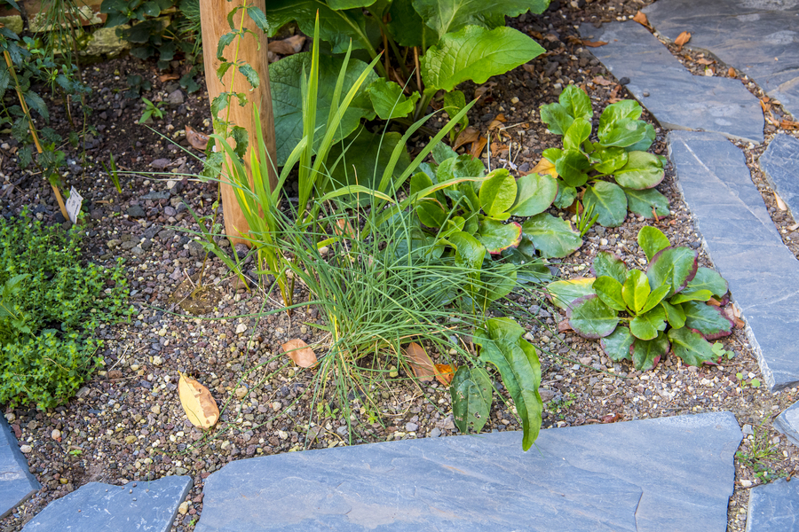 Droogteminnende planten in plantvak