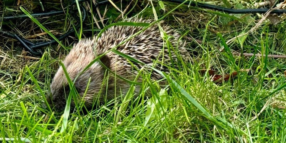 Egel in tuin