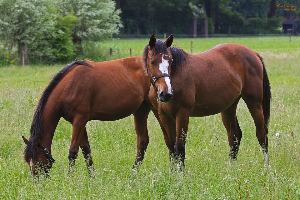 paarden in wei