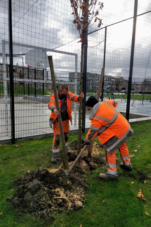 medewerkers groendienst planten een boom medewerkers groendienst planten een boom
