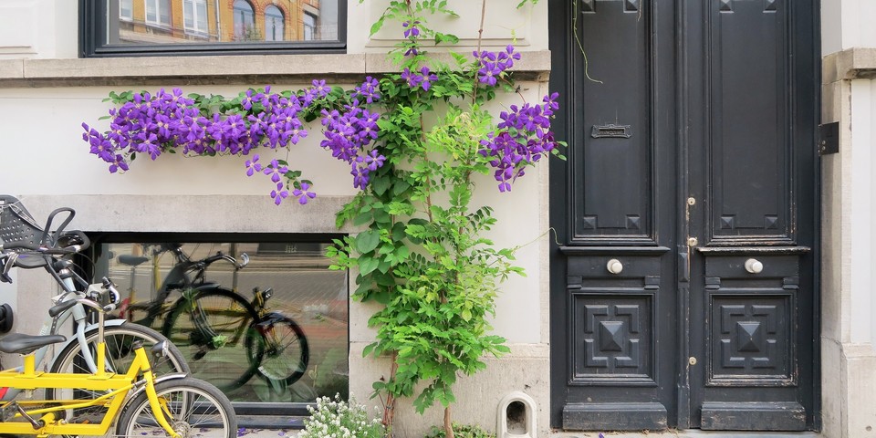 Geveltuin antwerpen planten