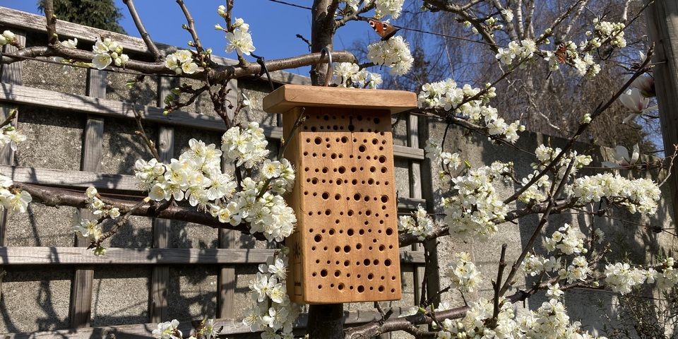 Bloeiende fruitboom met bijenhotel