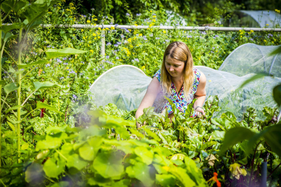 Ook Karin zit graag met haar handen in de grond en haar hoofd in de natuur. Ze kan en wil niet in haar eentje groenten kweken en is blij dat ze via een andere tuinier in deze samentuin terecht is gekomen. Ook Karin zit graag met haar handen in de grond en haar hoofd in de natuur. Ze kan en wil niet in haar eentje groenten kweken en is blij dat ze via een andere tuinier in deze samentuin terecht is gekomen.