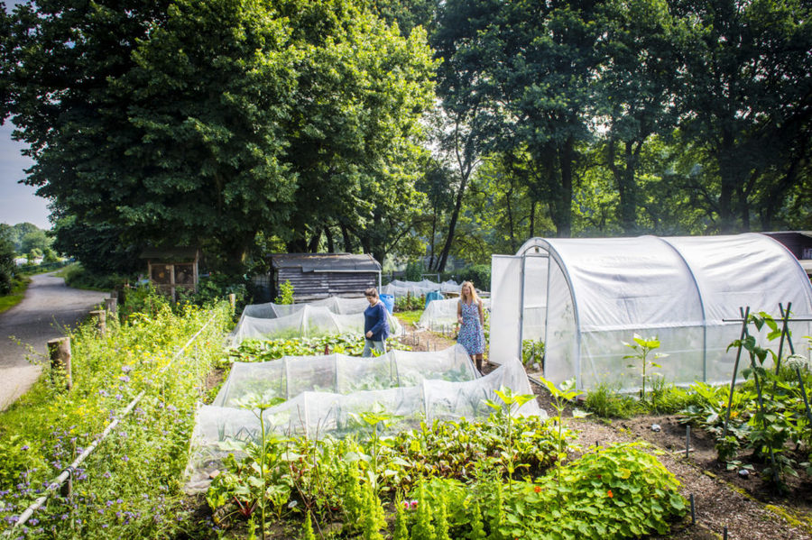 De tuin ligt niet in de onmiddellijke nabijheid van bewoning, toch is er veel passage door andere volkstuiniers en wandelaars. De tuin ligt niet in de onmiddellijke nabijheid van bewoning, toch is er veel passage door andere volkstuiniers en wandelaars.