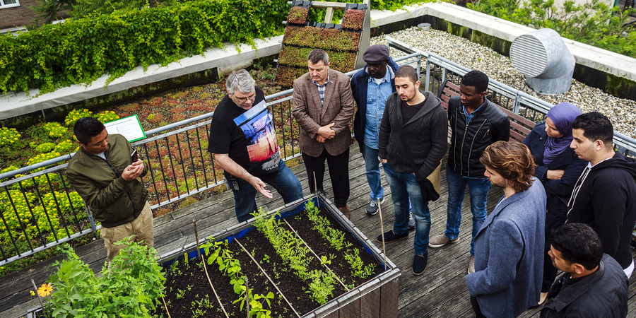 Het groendak van het EcoHuis Het groendak van het EcoHuis