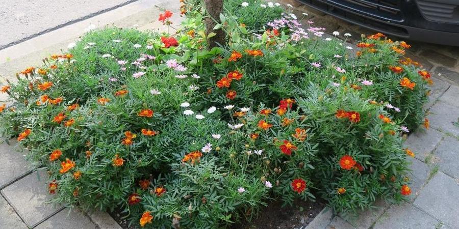 Boomspiegel in volle bloei, beplant met éénjarige bloemen Boomspiegel in volle bloei, beplant met éénjarige bloemen