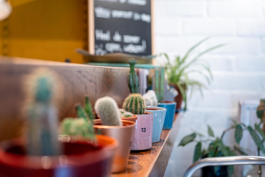 Cactusjes op de toog