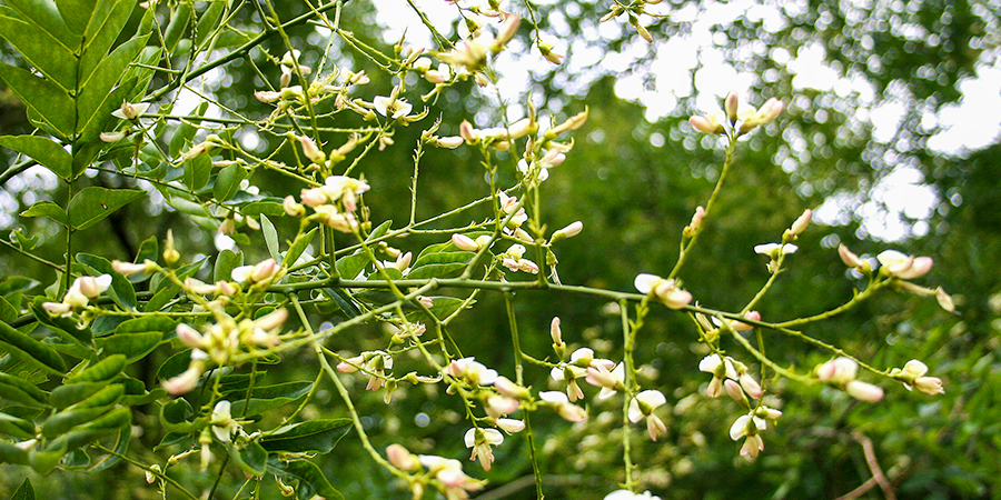 De bloemen van de honingboom. De bloemen van de honingboom.