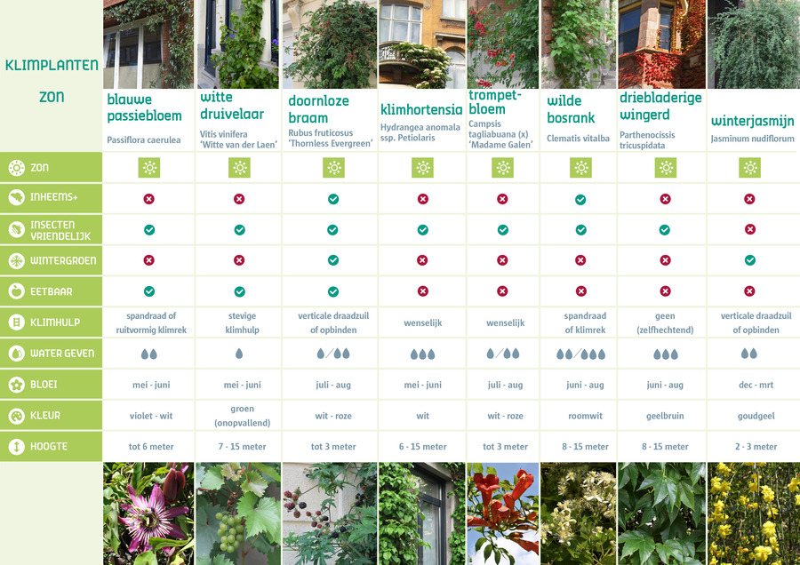 Overzicht klimplanten zon