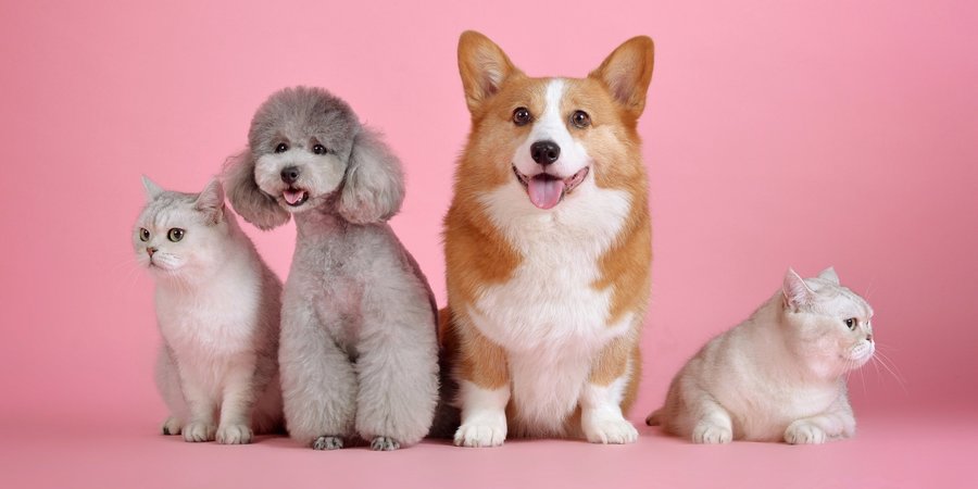 2 honden en 2 poezen die voor zich uit kijken 2 honden en 2 poezen die voor zich uit kijken