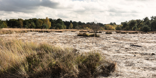 Heide is gevoelig voor droogte en brand