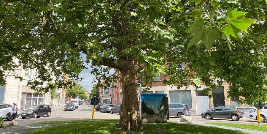 Een toekomstboom in Antwerpen Een toekomstboom in Antwerpen