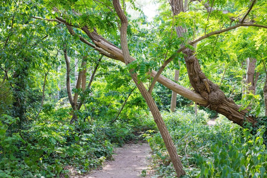 Overhangende bomen en een pad