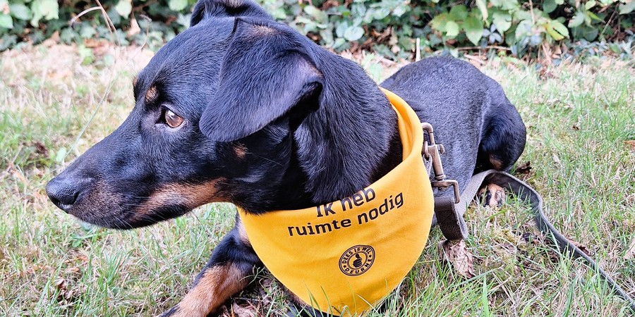 Hond met gele bandana Hond met gele bandana